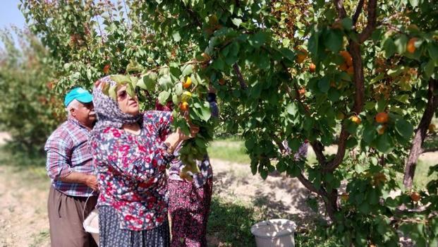 Mersin'den dünyaya yayılıyor! Bu yıl hasat coştu: Araplar kapış kapış alıyor, kilosu 80 lira