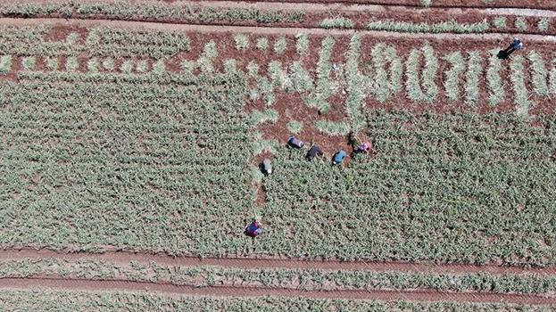 Gaziantep'in tescilli lezzeti! İlk hasat başladı, fiyatı ikiye katlandı