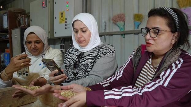 12 bin yıllık lezzet! Siyez Orta Doğu sofralarını süsleyecek