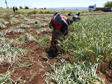 Türkiye'de üretiminin yüzde 22'si buradan karşılanıyor! Geçen yıl 60 liraydı bu yıl 100 lira oldu