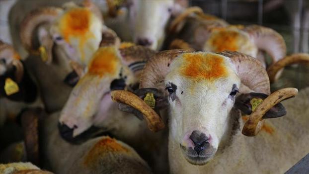 Adana'da kurbanlıkların kilogram fiyatı belli oldu