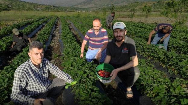 Tutmaz diye tarlasına ekti, şimdi üretim deposu oldu! İlk hasat başladı, 81 ile gönderiyor, kasası 200 TL