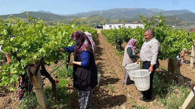 Manisa'da hasat başladı! Kilosu 70 TL, yaprağı meyvesinden daha kârlı