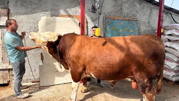 Kurban Bayramı'na sayılı günler kaldı! 1 ton 200 kiloluk 'Paşa' alıcısını bekliyor