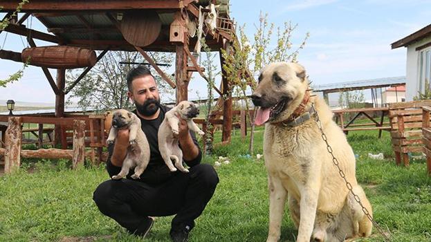 Sivas'ın Kangal kopeklerine Ortadoğu'dan büyük talep!