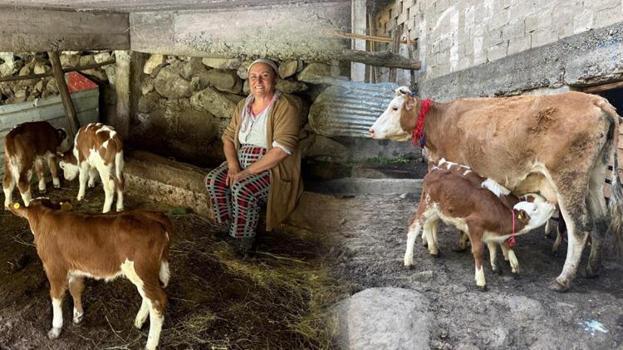 Artvin'de veterinerleri bile şaşırtan doğum: İki yıl üst üste ikiz doğuran İnek, bu kez dördüzle şaşırttı