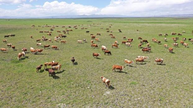 150 bin adeti yola çıktı! En çok kurbanlık o ilden çıkıyor