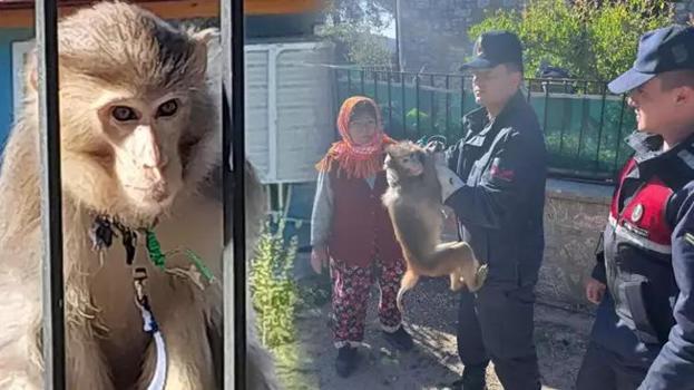 Muğla'da maymun yakaladı! Mahalleyi peşine taktı
