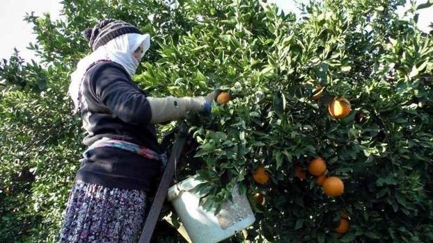 Her çiftçi başvurduğunda alıyor! Aydın'da destek başladı: Üretime 1 litre katkısı