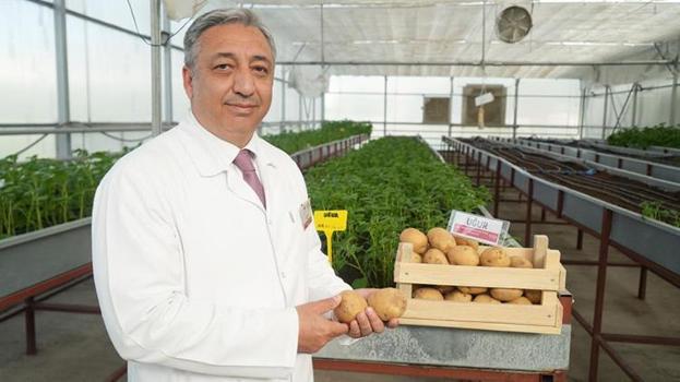 Niğde'den tarımda dev adım: Türkiye'nin yerli ilk cipslik patatesi tescillendi!