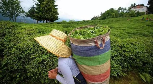 2025 yılı yaş çay alım fiyatı belli oldu