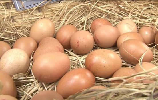 Mart ayında tavuk yumurtası üretimi azaldı, tavuk eti üretimi arttı