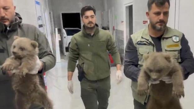 Annelerine ulaşılamayan yavru ayılar koruma altına alındı