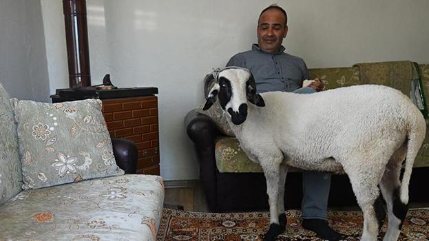 Kurban Bayramı gelmeden önce aldı! Şimdi ne yapacağını bilmiyor: Görmediği zaman çıldırıyor