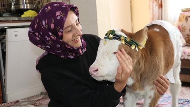 Annesi rahatsızlanan buzağıyı eve aldılar, ailenin üçüncü üyesi oldu