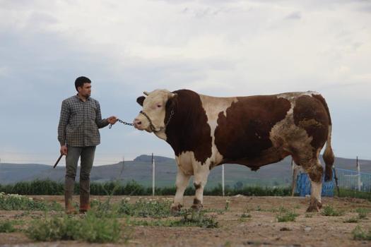 Kurban Bayramı yaklaşırken piyasalar hareketlendi! 1 ton 250 kilogramlık Tosun'un fiyatı dudak uçuklatıyor