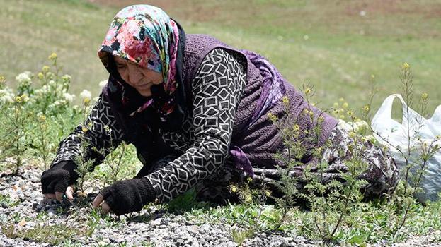 Doğada kendiliğinden yetişiyor! Köy köy arayıp torbalarca topluyorlar, pazarda kilosu 150 liraya satılıyor
