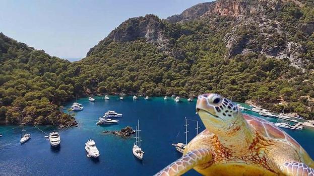 Göcek koylarında müzik yasağı! Deniz Kaplumbağalarının yaşam alanları korunuyor