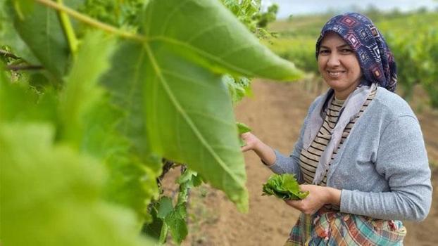 Günlük 1500 TL kazandırıyor! Manisa'da sezon başladı, ev kadınları bağlara koşuyor