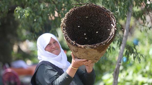 Kırklareli'nde arıcılar 'oğul alma' mesaisinde! 30 yıldır arıların dilinden bir tek o anlıyor
