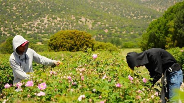 Hasat başladı ama çiftçi kara kara düşünüyor! Tamamen durdu, yurt dışına gidiyor: Fiyatlar yüzde 50 düşecek