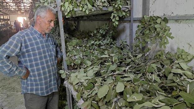 Batman'da yüzlerce ailenin geçim kaynağı olan meslek! Kilosunun fiyatı Siirt fıstığını ikiye katladı