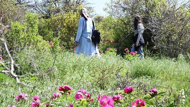 Koklamak bedava, koparmak 557 bin lira!  Ömrü sadece 15 gün...
