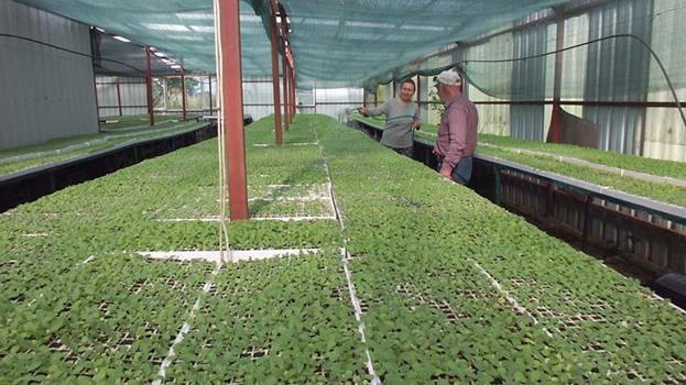 Emekli albay Burhaniye’yi üretim üssü yaptı!  'Köylüye çok güzel para kazandıracak'