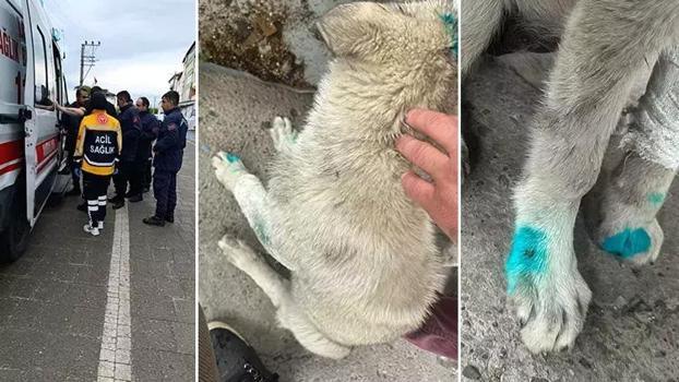 Zonguldak'ta akıl almaz olay! Sarhoş adam köpeği ısırdı
