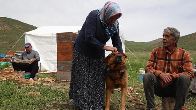 Ağrılıların fark edemediğini Ordulu 3 kardeş fark etti! Her yıl aylarca Ağrı'nın dağlarında yaşıyorlar