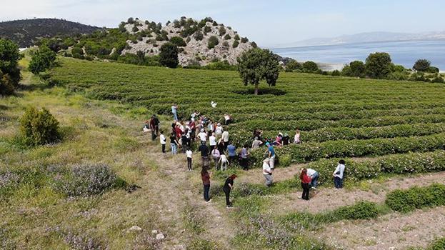 Böyle hasat görülmedi! Burdur'da başlayan hasat yerli ve yabancı turistlerin akınına uğradı
