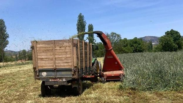 Manisalı çiftçi doğal yöntemle hazırladı! Hasat sonrası yapıyor, verimde rekor artış