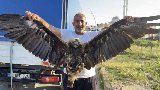 İstanbul'da ilginç olay! Kartal, kargaların saldırısından kurtarıldı