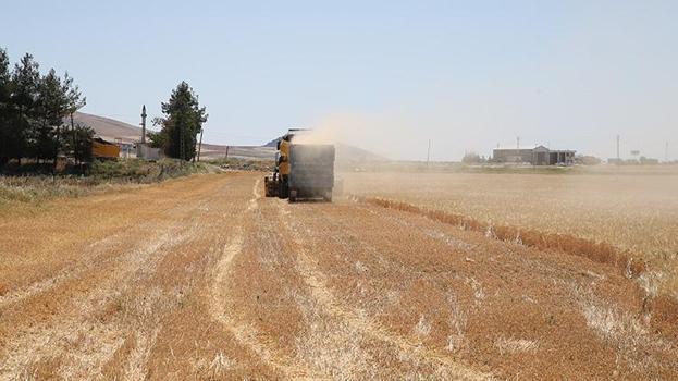Adıyaman'da arpa hasadı başladı! Kuraklık rekolteyi düşürdü