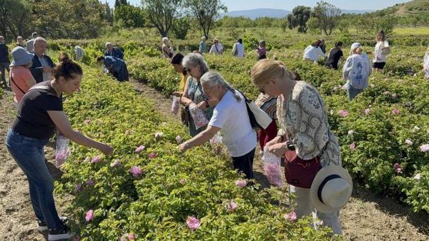 Tarlada ilginç yöntem: Güneş patlatmasın diye sabahı bekliyorlar! 1 ay sürüyor
