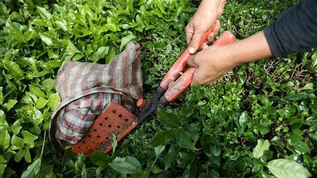 Rize'den ocak-nisan döneminde yapılan çay ihracatı 5,5 milyon doları aştı