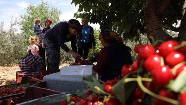 Erken hasat başladı, kilosu 250 liradan başlıyor! Üretici seviniyor, tüketici uzaktan bakacak