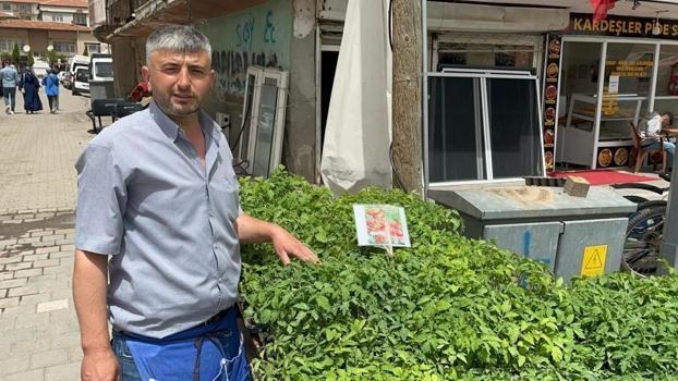 3 tanesi bir kucağı doldurur! Mayıs'ta başlayıp Haziran ortasında bitiyor: Pazarda yok satıyor