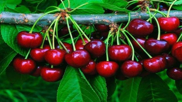 Antalya bir festivale daha ev sahipliği yapacak!