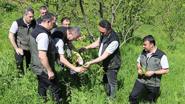 Samsun'da gal arısıyla mücadele için kestane ağaçlarına böcek bırakıldı