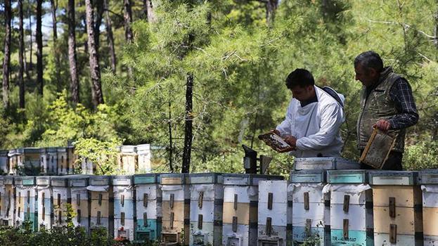 Muğla'da 6'ıncı kuşak olarak arıcılık yapan genç çiftçi aldığı desteklerle işletmesini büyüttü
