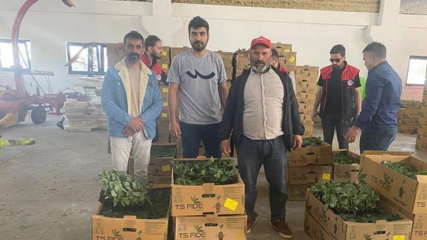 Ağrı'da çiftçilere yüz binlerce fide dağıtıldı