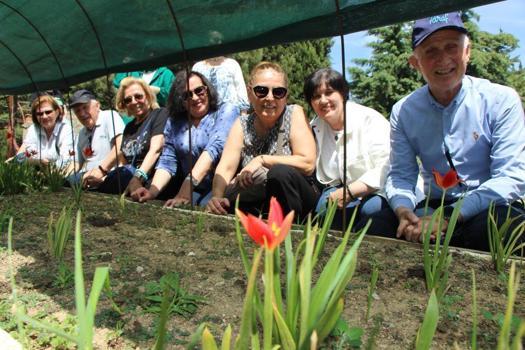 130 yıl sonra anavatanına geri döndü! Türk lalesi Merzifon'da çiçek açtı