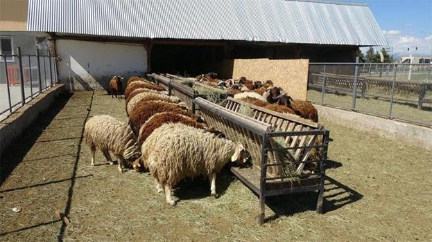 Bunlar da üniversiteli kurbanlıklar! Kapış kapış gidiyor