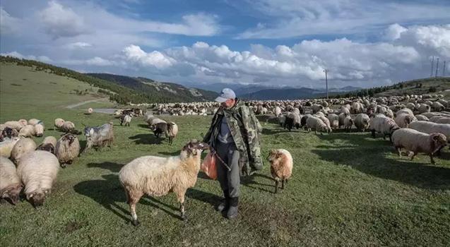 Küçükbaş hayvan üreticilerine destek ödemesi bugün yapılacak