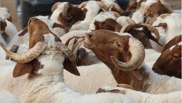 Kurban Bayramı 2025: Bu yıl bayram hangi güne denk geliyor? Kurban bayramı birinci gün ne zaman?