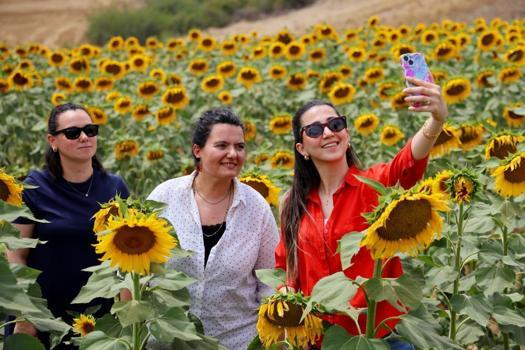 Adana'da 'günebakan'lar tarlaları sarıya boyadı! Geçen yıl 11 liraydı, bu yıl fiyat artacak
