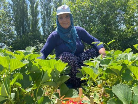 Rekolte yüzde 25 azaldı! Kilosu 90 lira ama bu meyvenin aroması bambaşka
