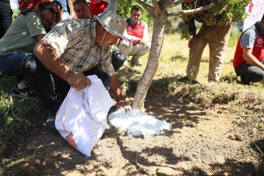 Her ağaç 20 bin TL gelir getiriyor! Muğla'da zamanı geldi: Yılda 3 kez hasat yapılıyor