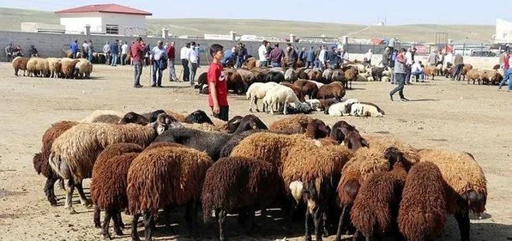 Kurban kesiminden sonra 2 rekat namaz nasıl kılınır? Niyeti nasıldır?